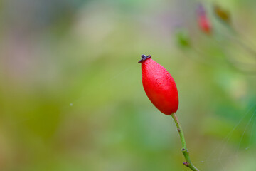 Close-up of red rose hip berry with dew drops on twig in autumn misty morning