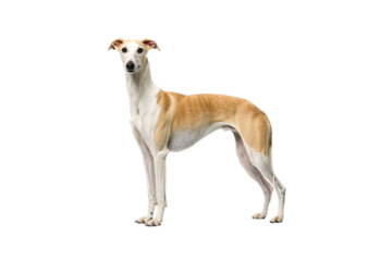 Ibizan hound with fawn and white coat standing gracefully with distinctive erect ears, isolated on a transparent background