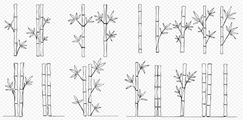 Hand-drawn sketch set of various bamboo stalks and leaves, illustrating different growth patterns and individual elements on a transparent background.