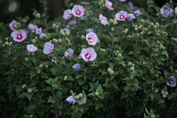 開花期を迎えた8月末のムクゲ
