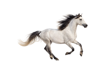 White horse with black mane and tail galloping dynamically, legs lifted in motion, muscular body, graceful movement, isolated on a transparent background