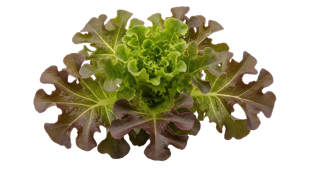 Isolated red leaf lettuce with fresh green curly head, vibrant and full of antioxidants