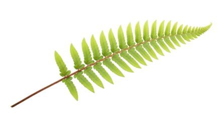 Isolated fern frond close-up in botanical style, stem and vibrant green leaves, delicate details, beauty of nature