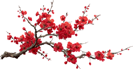 Serene red plum blossom flower branch with asian aesthetic style