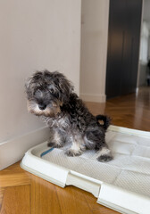 Schnauzer puppy dog learning to pee on a pee pad at home