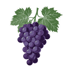 Fototapeta premium Vibrant cluster of fresh purple grapes with leaves, a detailed vector artwork