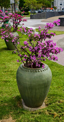 Bougainvillea plant displaying vibrant magenta bracts set in a large, glazed green ceramic urn in a...