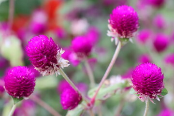 purple Globe amaranth flower