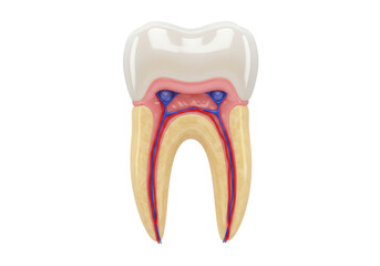 Isolated molar anatomy human tooth enamel cross-section dental care healthy gum medicine