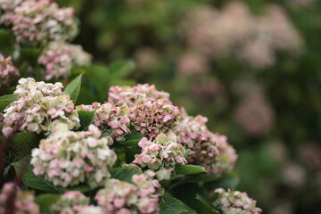 花期が過ぎても枯れずに残り、半ばドライフラワーと化していた紫陽花