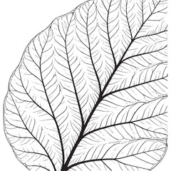 Obraz premium Vector art of closeup of a leaf vein structure