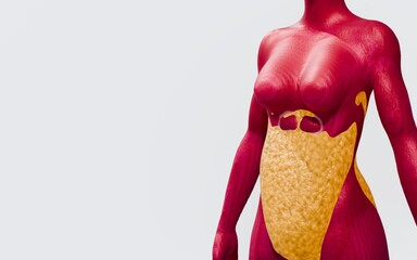 Female Body Model with Visible Abdominal Fat and Muscle