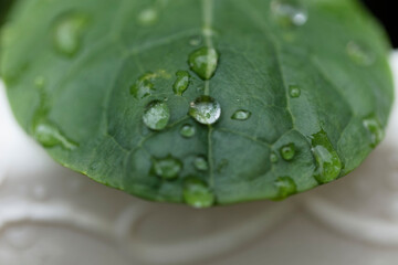 Water droplets on vegetable leaves after an autumn rain