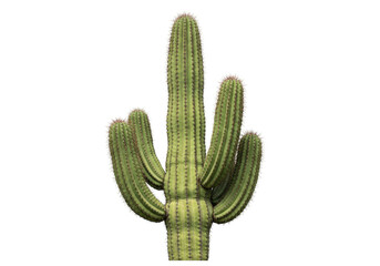 Isolated Saguaro cactus plant in daylight, desert flora, columnar shape, with rib-like texture