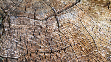 A close-up of a tree trunk's texture, revealing visible cracks, growth rings, and natural grain. This detailed macro image, showcasing the organic structure and grain of aged wood.