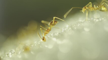 Macro shot of a golden weaver ant lifting a tiny white sugar crystal, symbolizing temptation, sweetness, and pest issues