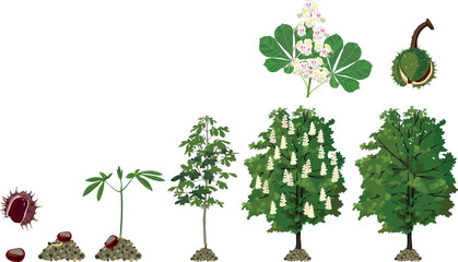 Life cycle of horse chestnut tree (Aesculus hippocastanum). Growth stages from seed and sprout to old tree and green crown isolated on white background	