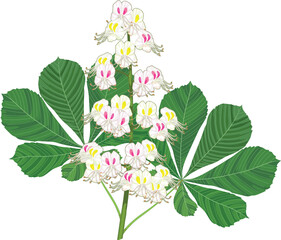 Inflorescence of horse chestnut (Aesculus hippocastanum) with two green leaves isolated on white background	
