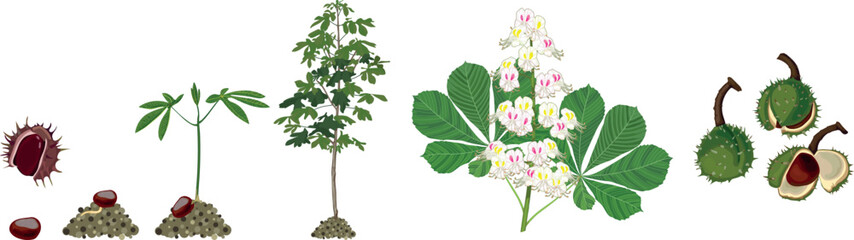 Life cycle of  horse chestnut tree (Aesculus hippocastanum). Growth stages from seed to tree and  ripe horse chestnut fruit isolated on white background	