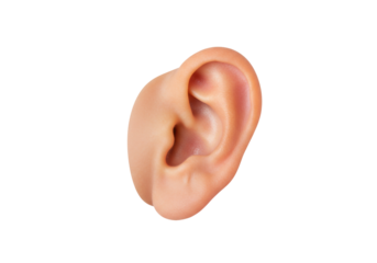 Isolated human ear detailed illustration, body part, human anatomy, realistic rendering