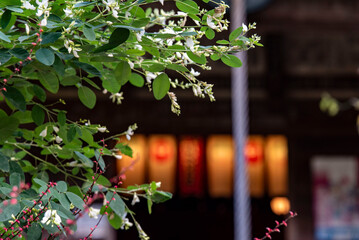 鎌倉25105　宝戒寺9　萩