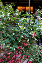 鎌倉25105　宝戒寺6　萩