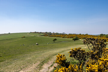 A view on Ditchling Beacon on a spring day, with gorse bushes in bloom