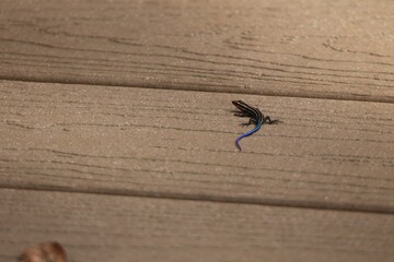 lizard with an electric blue tail