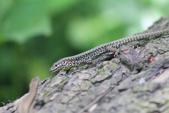 large green black and blue lizard