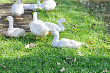 duck or ducks on the farm , farm animal