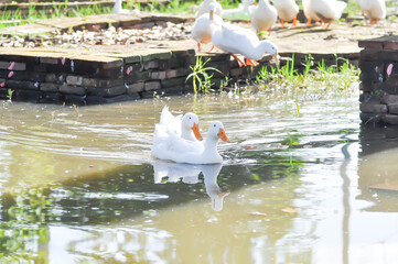duck or ducks on the farm , farm animal