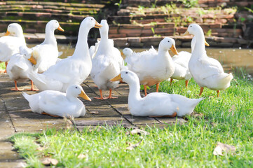 duck or ducks on the farm , farm animal