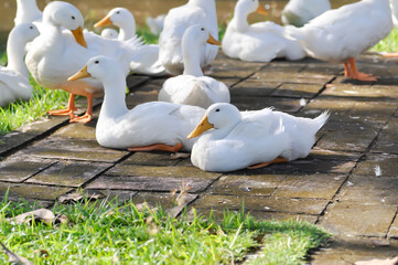 duck or ducks on the farm , farm animal