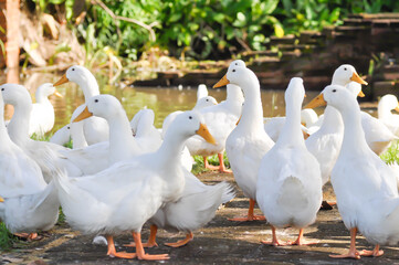 duck or ducks on the farm , farm animal