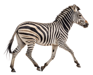 A beautiful zebra running pose on background 