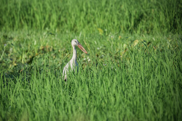 Stork standing in green grasses