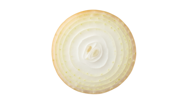 Isolated round slice of an onion with concentric layers showing the inner structure