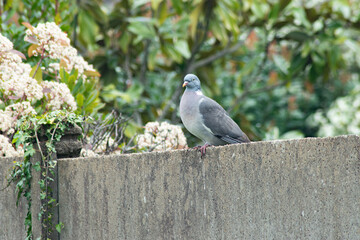 Pigeon sur un muret de jardin vendéen