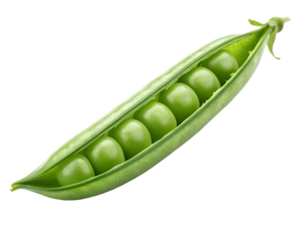  green bean isolated on white background. Cut out PNG file