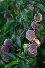 wild peaches on a branch close-up