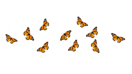 Colorful butterflies fluttering gracefully in natural setting, showcasing vibrant orange wings and delicate patterns