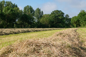 Champ avec andains de foin s&eacute;ch&eacute;s