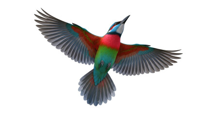 Isolated European Bee-eater flapping its wings, mid-air flight, bird photography, ornithology