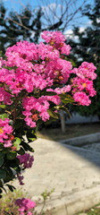 Bright pink crepe myrtle flowers in full bloom on a sunny day. Close-up vertical shot with soft bokeh background, ideal for nature, garden, botanical, and lifestyle designs.