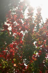 A serene landscape featuring trees in seasonal transition—vibrant red autumn leaves contrast with...