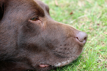 Chocolate brown labrador retriever dog head in close up