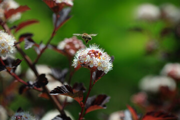 bee on a flower