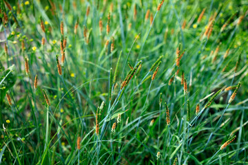 green grass background