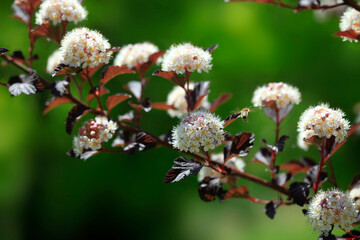 bee on a flower