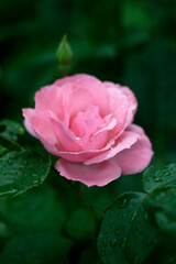 pink rose with water drops